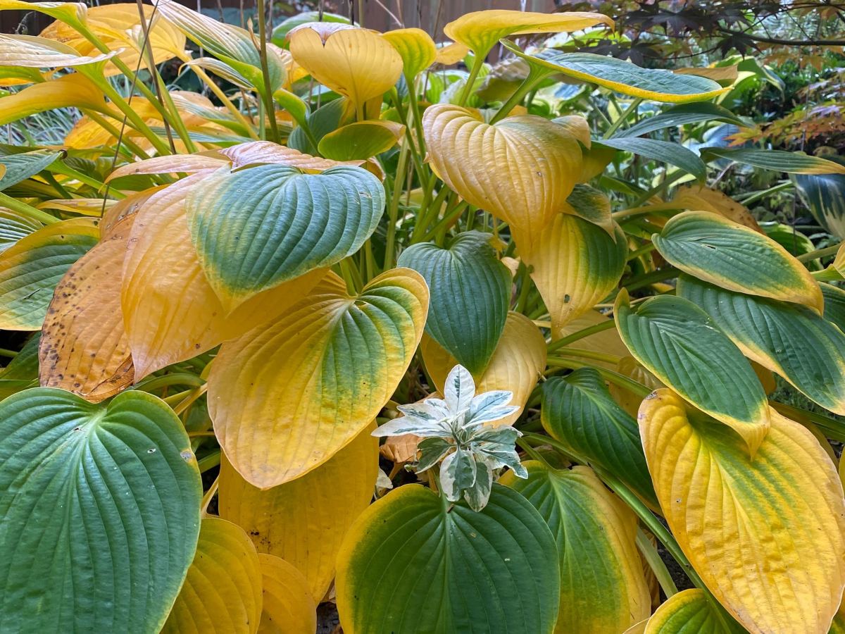 October in the Pacific Northwest (PNW): A&nbsp;Reflection