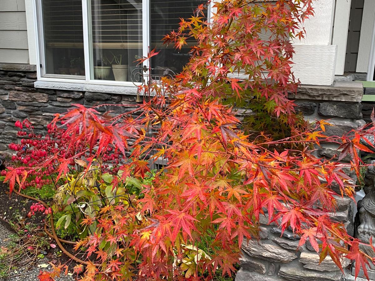 Fall Garden Reflections: Colorful Maples and Dahlia Blooms in my Pacific Northwest (PNW)&nbsp;Garden
